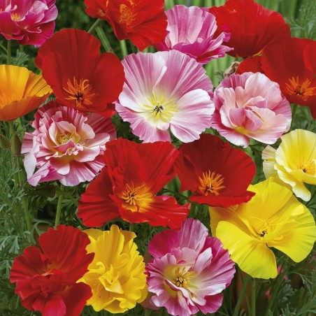 Californian Poppy Ballerina - Seeds