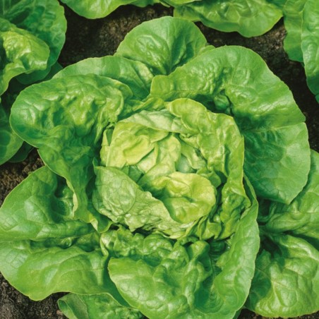 Lettuce Kagraner Sommer 2 - Seeds