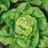 Lettuce Kagraner Sommer 2 - Seeds