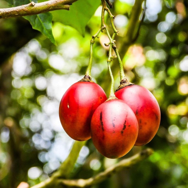 Tamarillo, Tree Tomato - 15 seeds