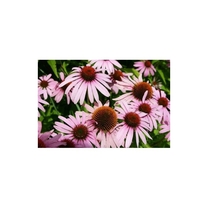 EQUINACEA ANGUSTIFOLIA - 1 PLANT