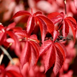 Five-leaf virginia creeper - Seeds