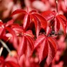 Five-leaf virginia creeper - Seeds