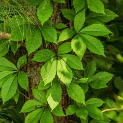 Five-leaf virginia creeper - Seeds