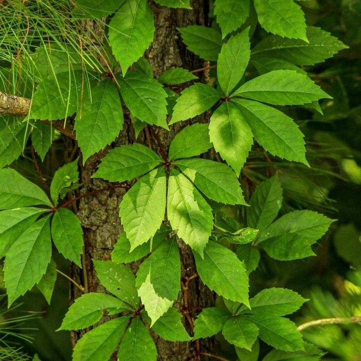Japanese ivy - 10 seeds