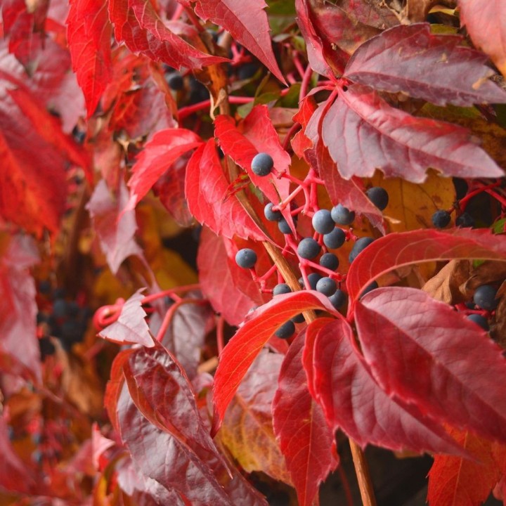 Japanese ivy - 10 seeds