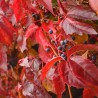 Five-leaf virginia creeper - Seeds