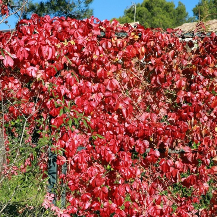 Japanese ivy - 10 seeds
