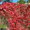 Five-leaf virginia creeper - Seeds