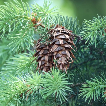 Douglas Fir - Seeds