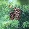 Douglas Fir - Seeds
