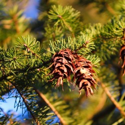 Douglas Fir - Seeds