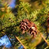 Douglas Fir - Seeds