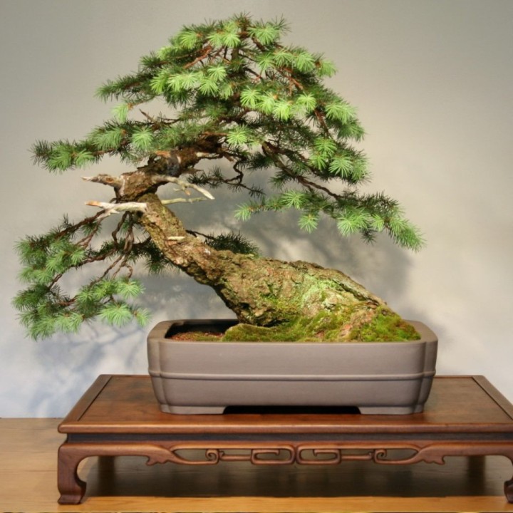 Douglas Fir - Seeds