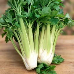 Celery Nuget - Seeds