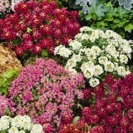 Sweet Alyssum Magic Circles - Seeds