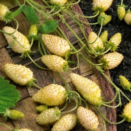 Wild Strawberry Yellow Cream - Seeds