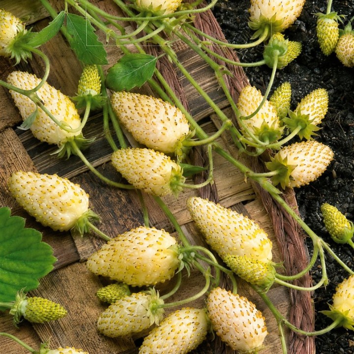 Wild Strawberry Yellow Cream - Seeds