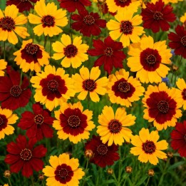 Coreopsis Mix - Seeds