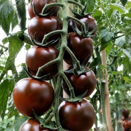 Tomato, Luther H - Seeds