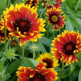 Gaillardia aristata - Seeds