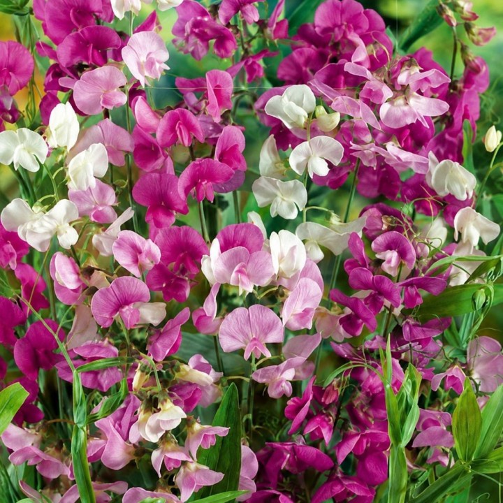 Perennial Sweet Pea, Pink Pearl - Seeds