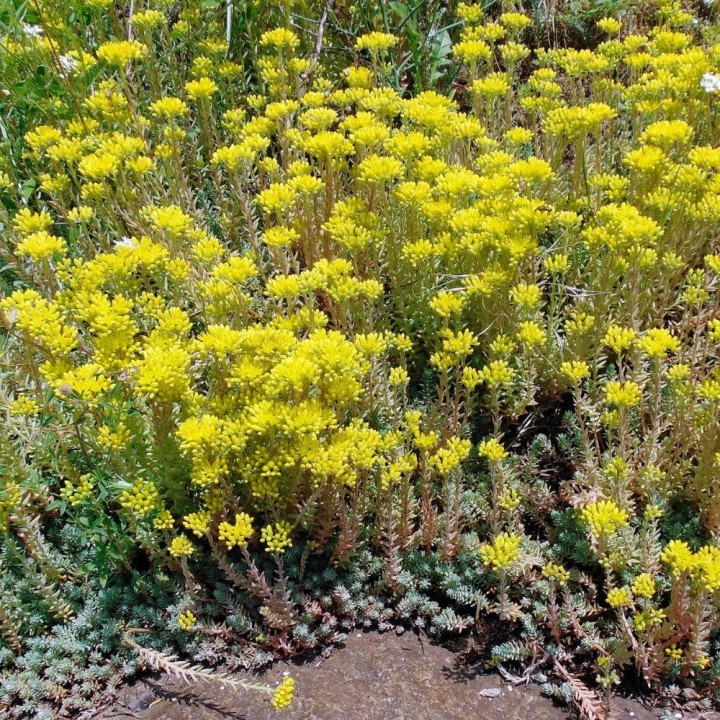Sedum reflexum - Seeds