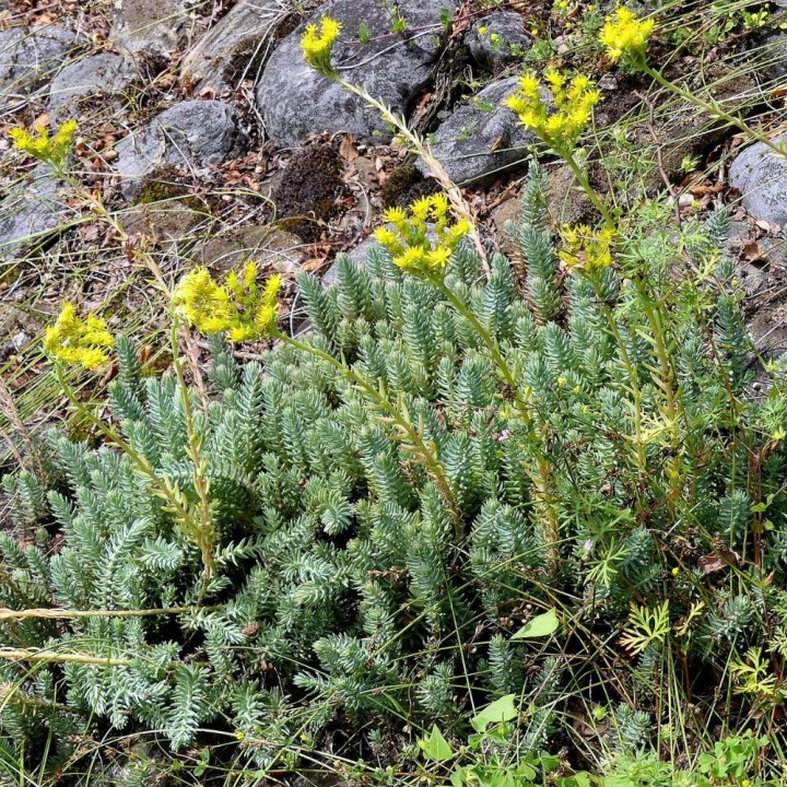 Sedum reflexum - Seeds