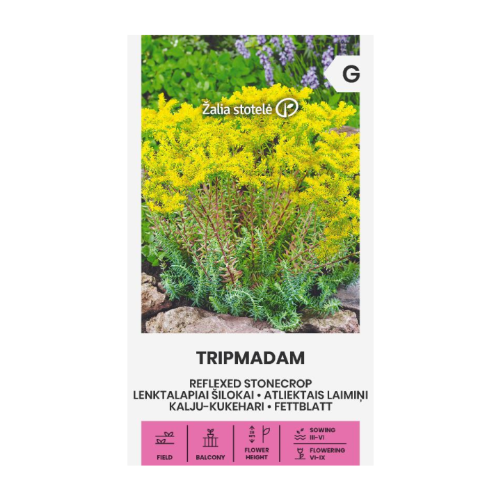 Sedum reflexum - Seeds