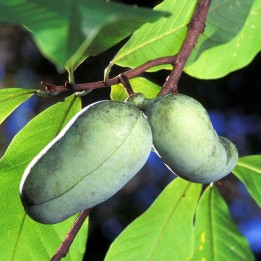 Pawpaw - Plant
