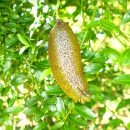 Caviar lime - 1 plant (peninsula only)