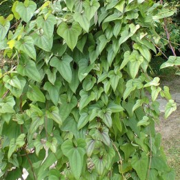 Chinese yam - Plant