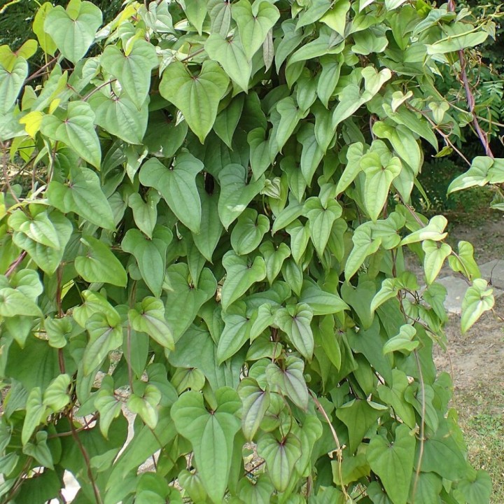 Chinese yam - Plant