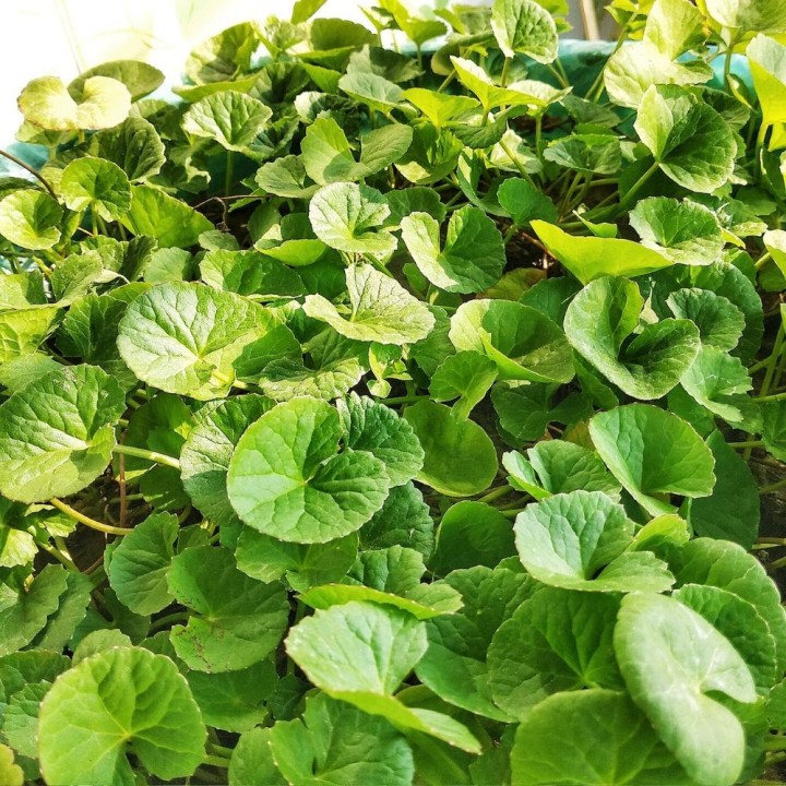 Asian scintillation - 1 plant