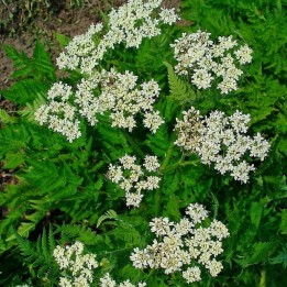 Myrrh - 1 plant