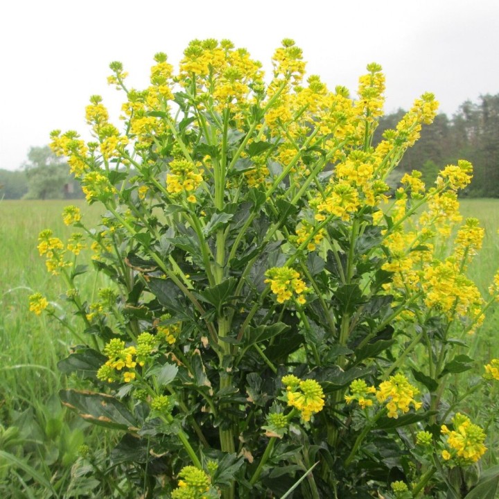 Winter Cress - Seeds