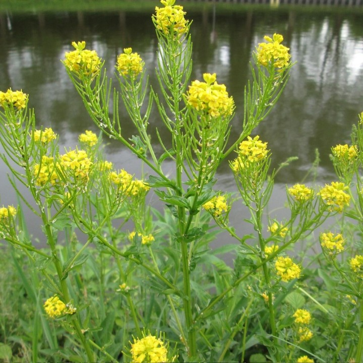 Winter Cress - Seeds