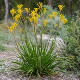Yellow Kangaroo Paw - Seeds