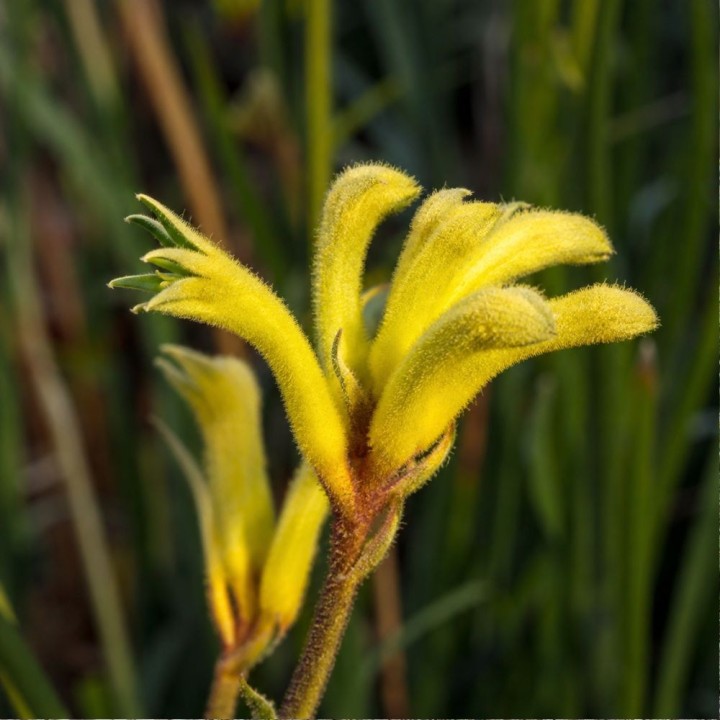 Yellow Kangaroo Paw - Seeds