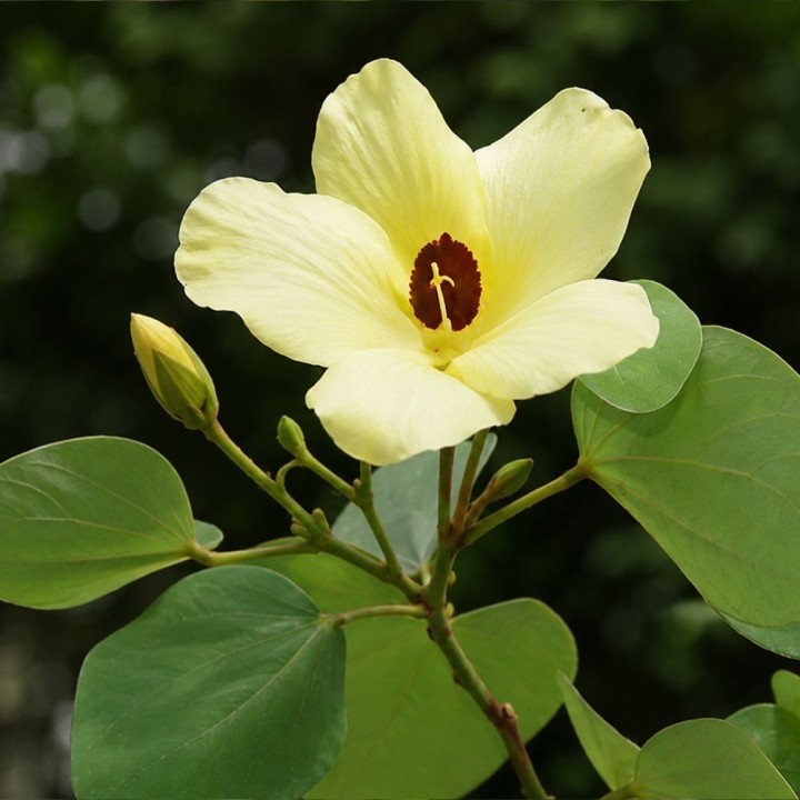 Yellow Bauhinia - Seeds