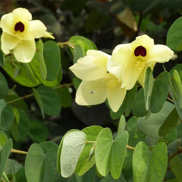 Yellow Bauhinia - Seeds