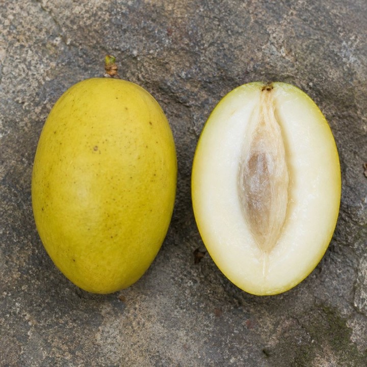 White mango - Seeds