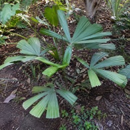 Vietnamese paradise palm - Seeds