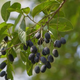 Velvet tamarind - Seeds
