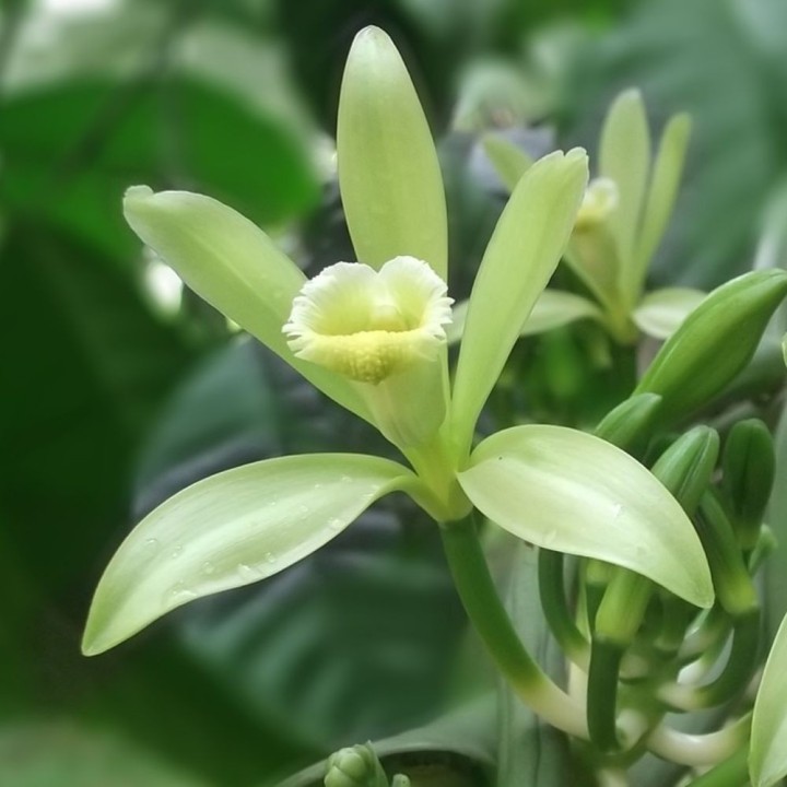 Vanilla orchid - Seeds