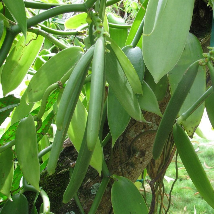 Vanilla orchid - Seeds