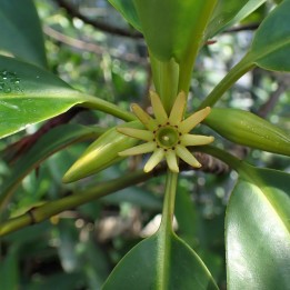 Upriver orange mangrove - Seeds