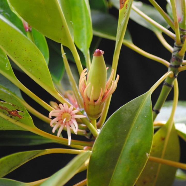 Upriver orange mangrove - Seeds