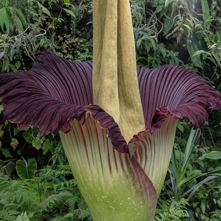 Amorphophallus titanum seeds