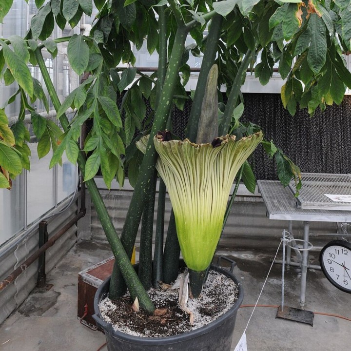 Titan arum - Seeds